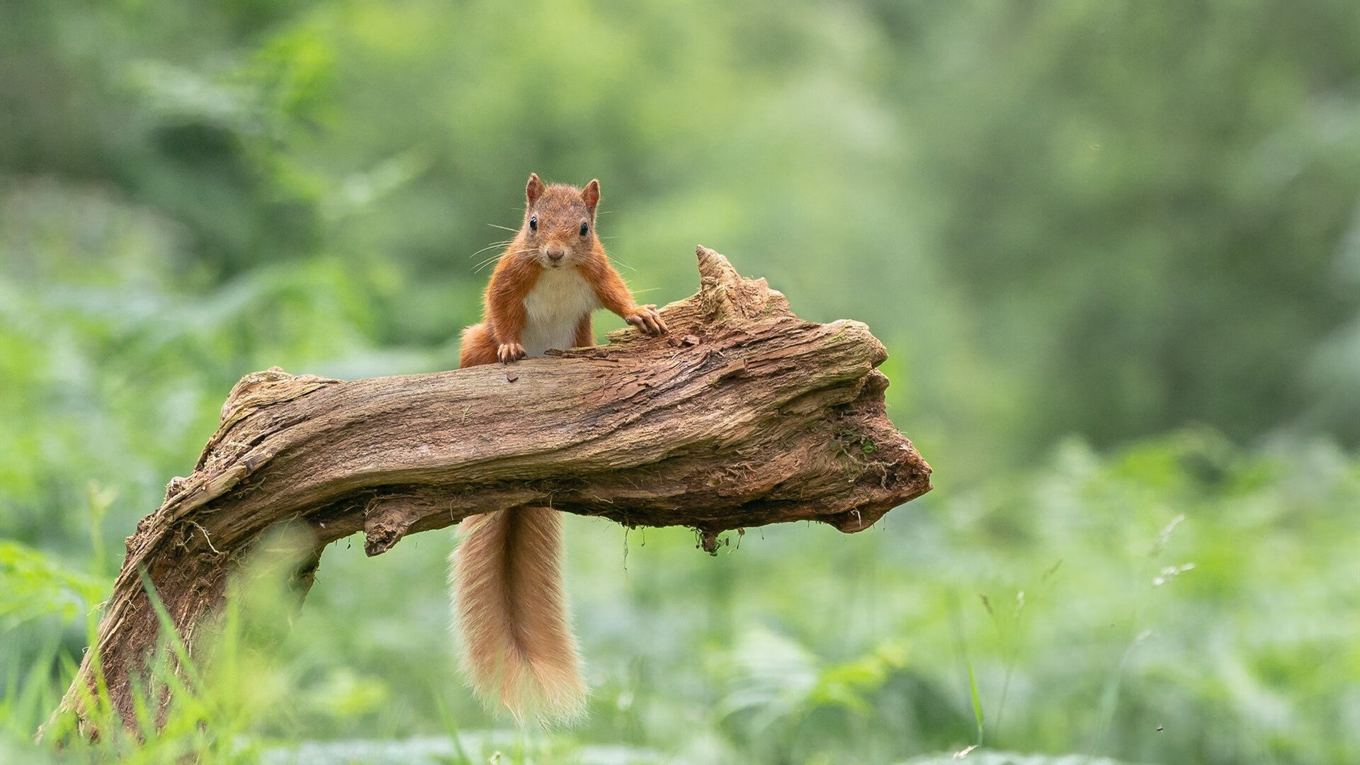 东方之火与铁血意志，这个夜晚属于足球的灵魂