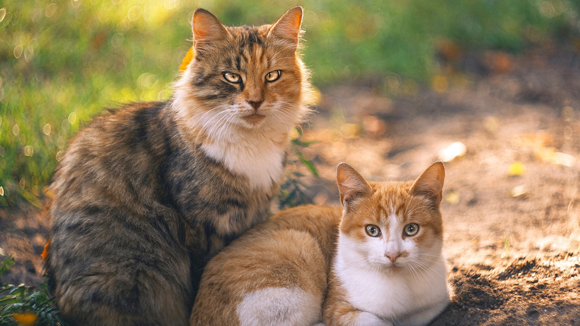 引擎革命，勒克莱尔孤注一掷的绝杀，索伯如何撕裂红牛二队的围城？
