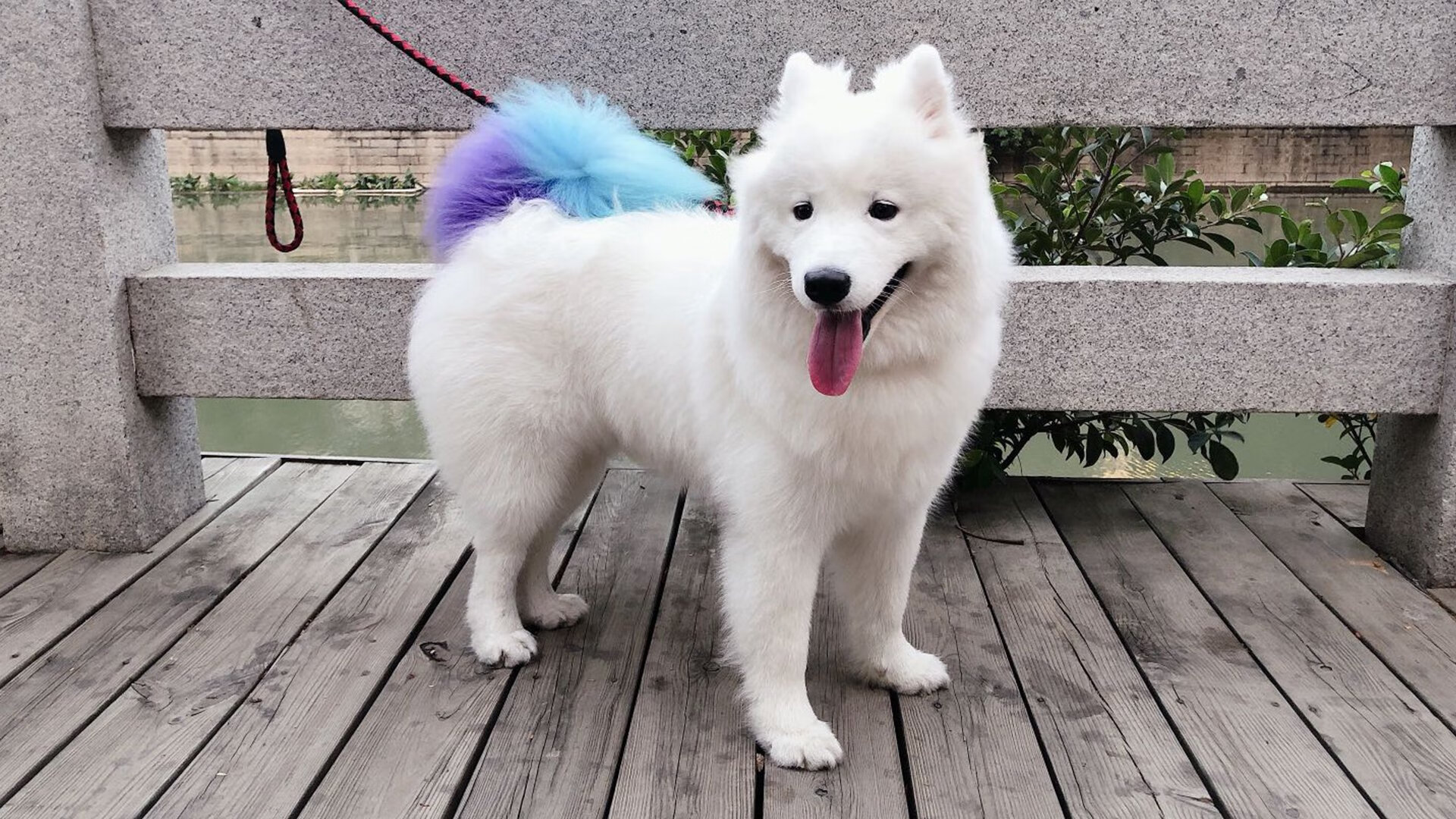 绿茵场与乒乓台,体育奇迹的永恒回响