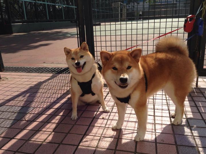 跨越赛场的博弈艺术，奥运周期战与酋长球场鏖战的共同内核