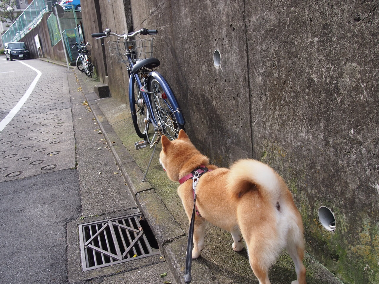 赛道与球场的双线叙事，当体育竞技的终极悬念同时上演
