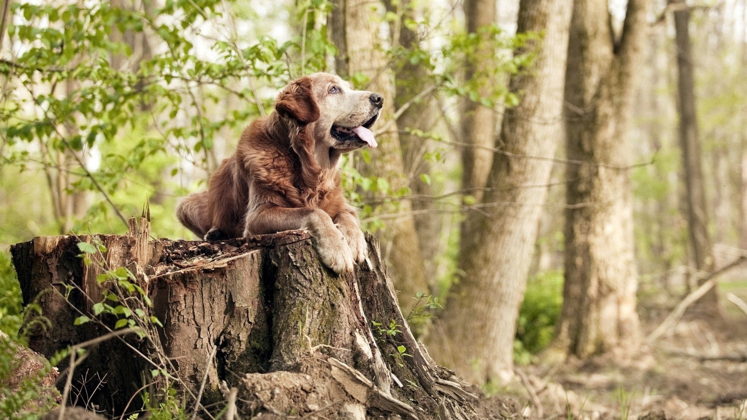 红魔围城记，卡塔尔铁壁下的马丁内利封神之战