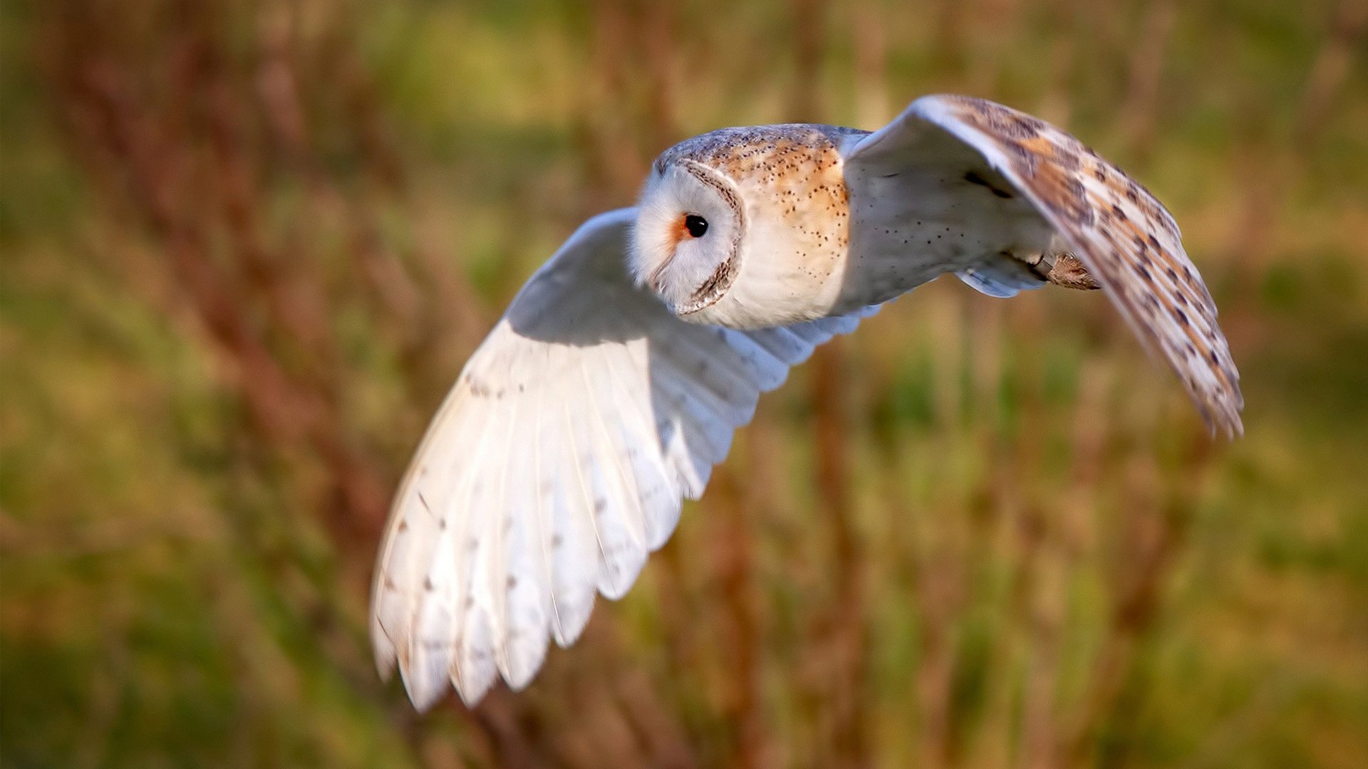 从NBA到奥运赛场，勇士团队风暴与哈利伯顿关键接管，篮球魅力的双重奏