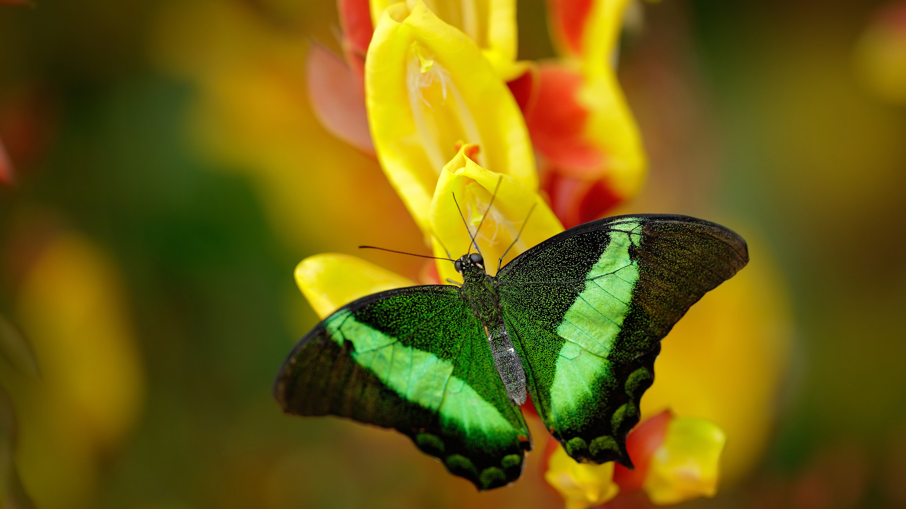 独白的王者，当NBA总决赛之夜遇见C罗的证明之战