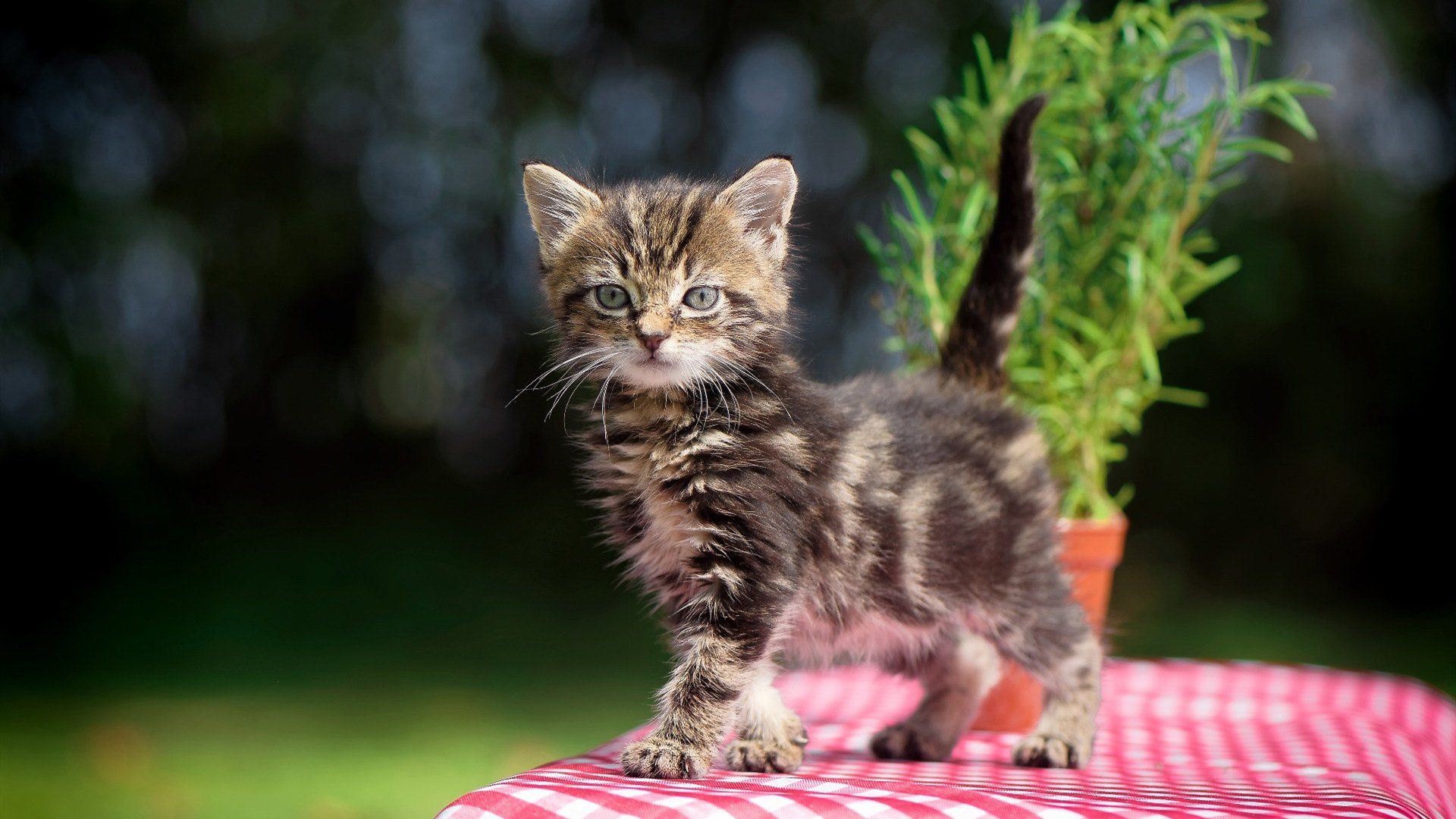 爱游戏APP-草根神话与豪门硬汉，足球世界里的两种英雄主义