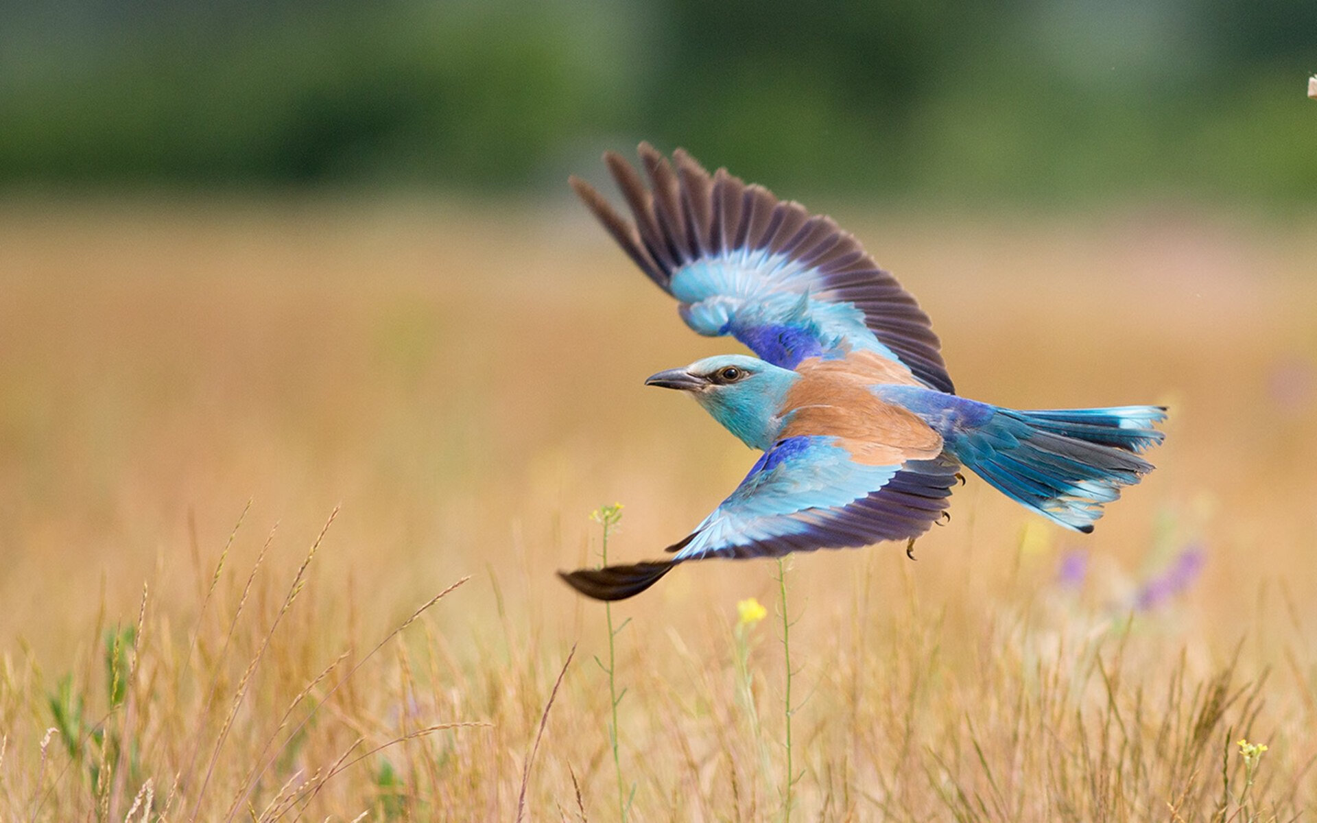 唯一性的战术革命，奥利维耶爆发与皇家社会对尼斯的智慧碾压