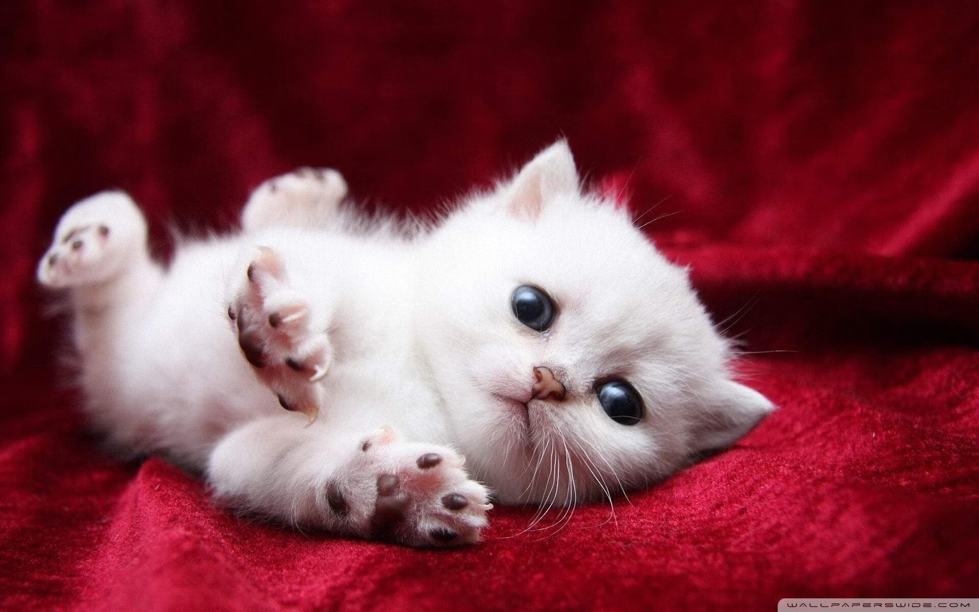 福克斯利刃出鞘，终结火箭升空—凯尔特人客场告捷