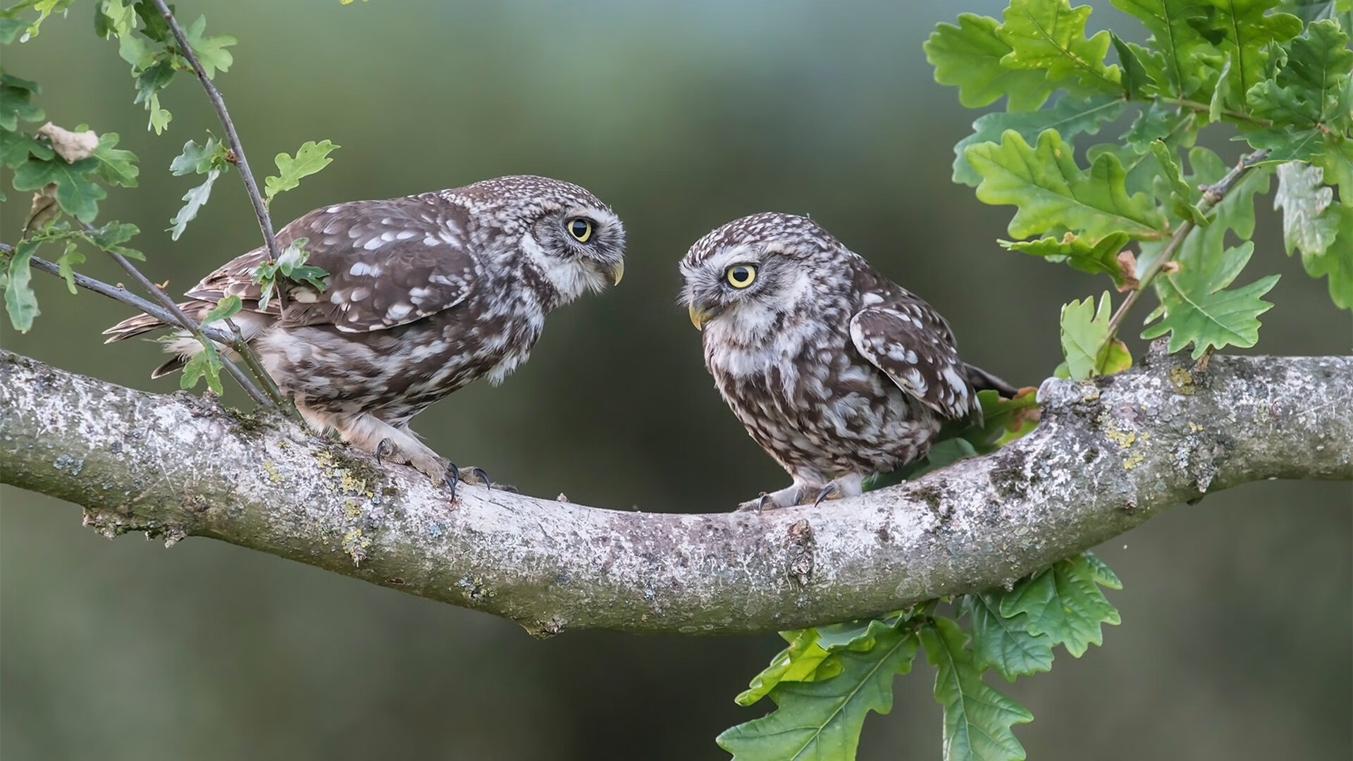 防守的密码，当雄鹿的单节攻防与拉梅洛的锁链艺术相遇