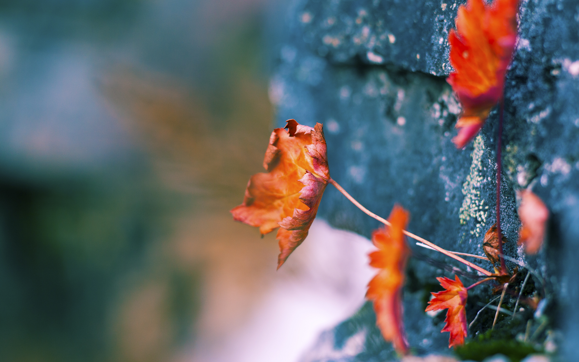 武切维奇的缺席教科书，掘金加时险胜森林狼的技术隐喻