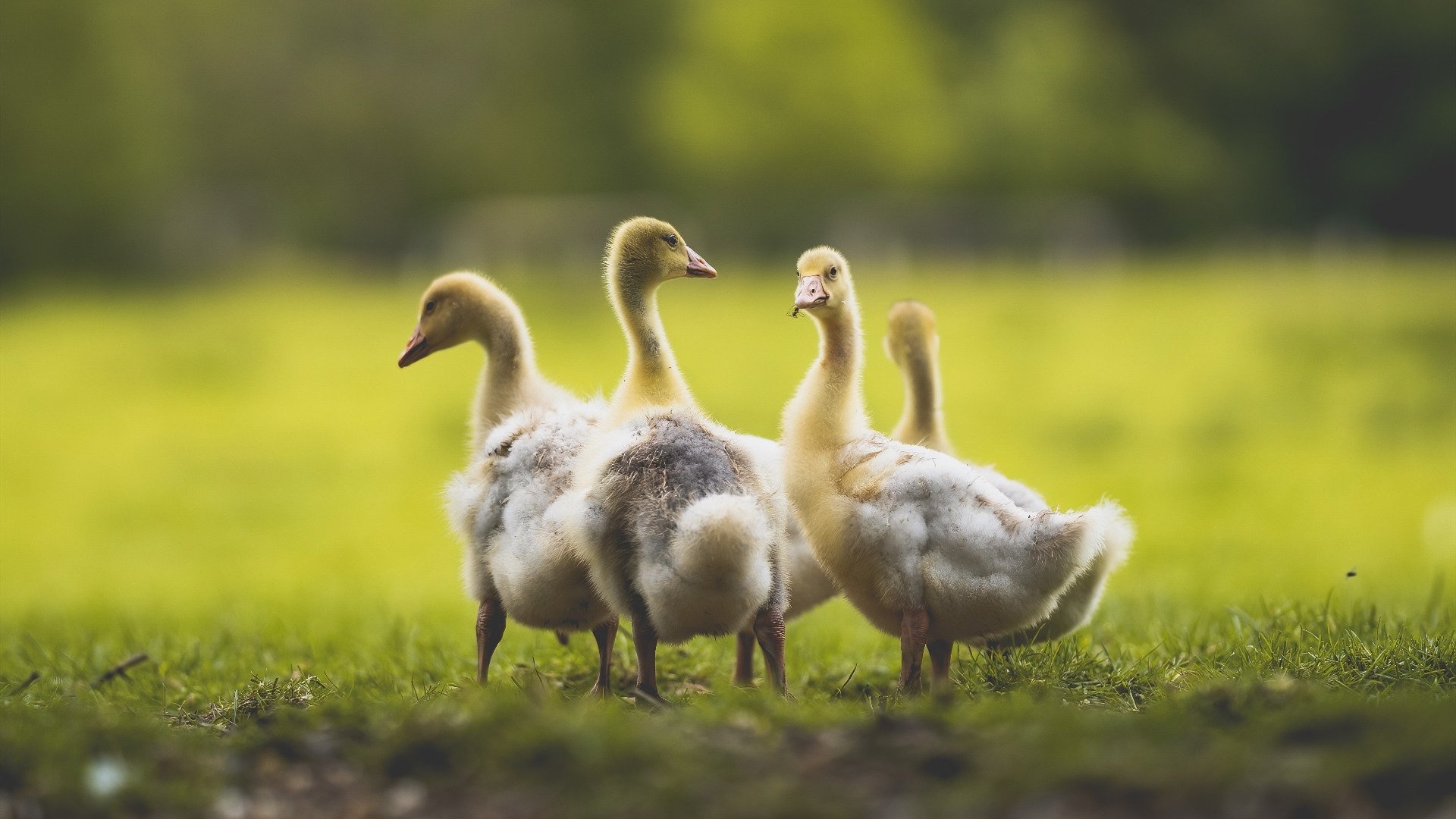 哈兰德撕裂黑暗，绝境之王90分钟两次关键出拳，曼城上演苏格兰史诗翻盘