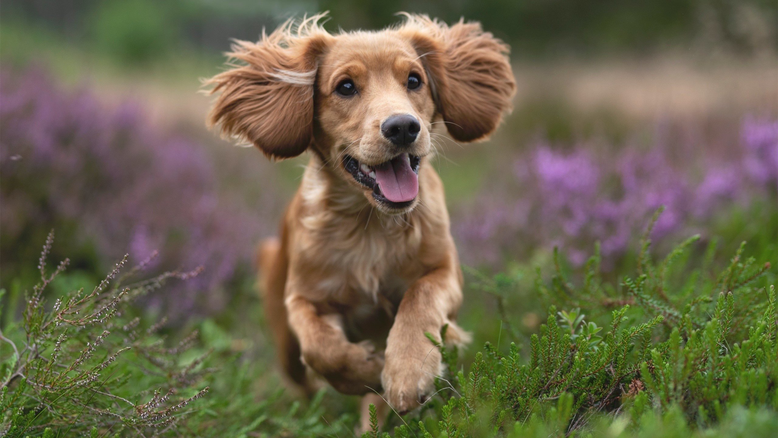 跨界奇迹，多特蒙德足球征服英格兰，哈兰德闪电降临F1揭幕战称王