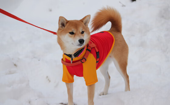 独舞于深渊，布克欧冠淘汰赛之夜的永恒铭刻