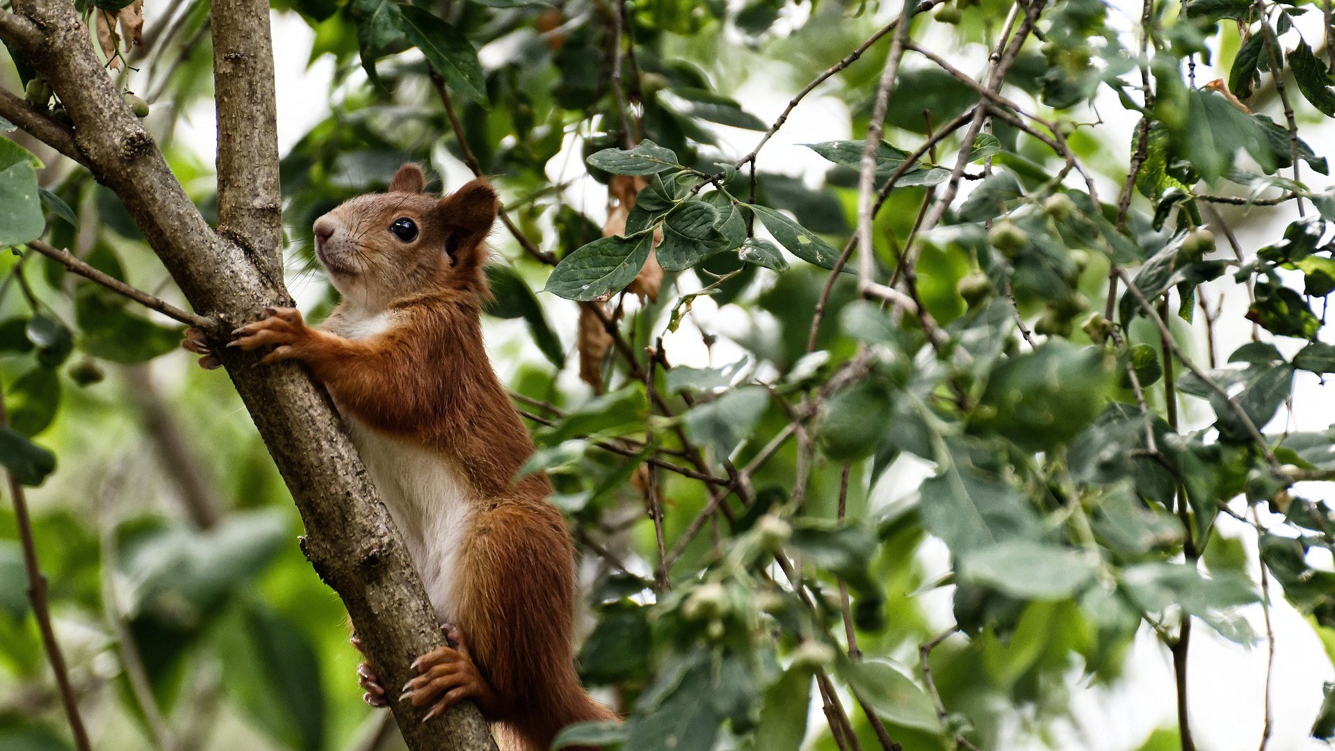定义比赛的单核节拍器，法比尼奥一手掌控走势，加纳力克马里