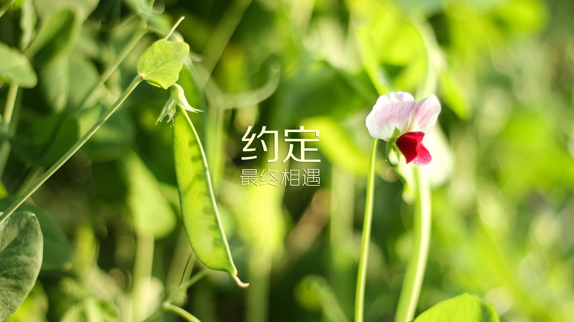 烈日下的唯一答案，2026世界杯E组，格列兹曼用一瞬定义永恒