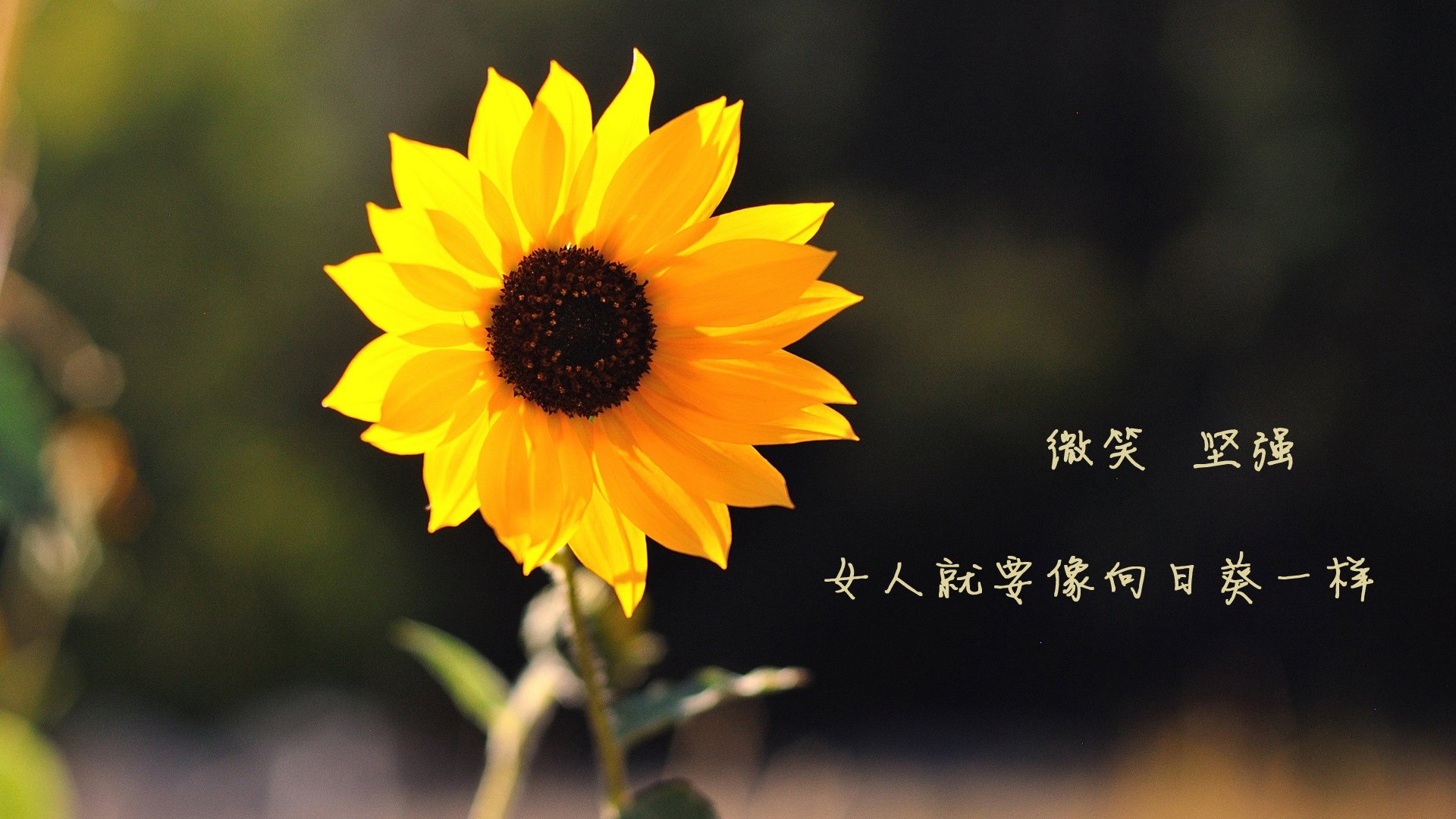 北极冰风暴席卷美利坚,2026世界杯G组关键战,挪威高压战术压制美国,巴雷拉中场大师级表现定乾坤
